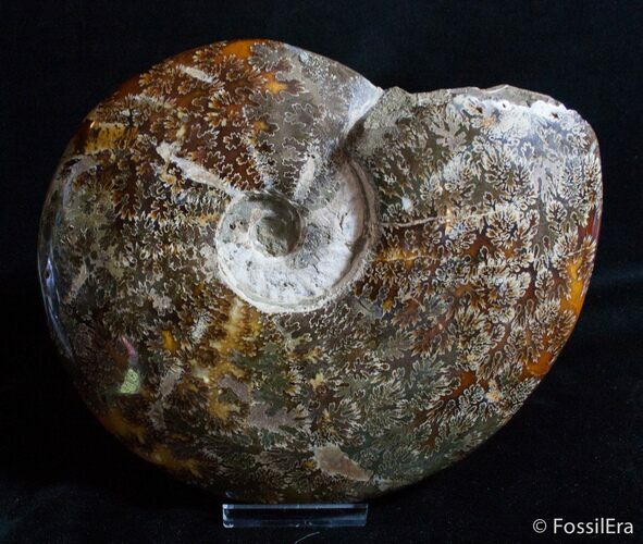 Massive Inch Wide Polished Ammonite Fossil #2984